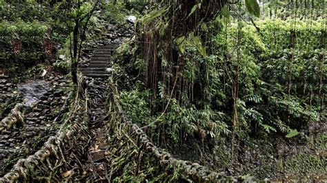 Living Root Bridges - History, Information, Built By, Architecture ...