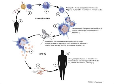 The past, present, and future of Leishmania genomics and transcriptomics: Trends in Parasitology