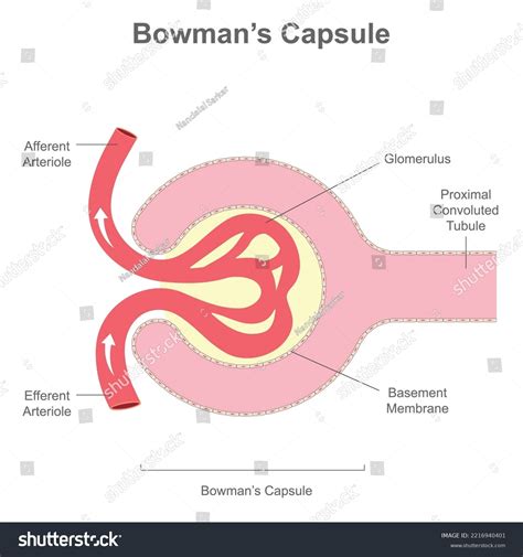 301 Diagram Nephron Images, Stock Photos & Vectors | Shutterstock