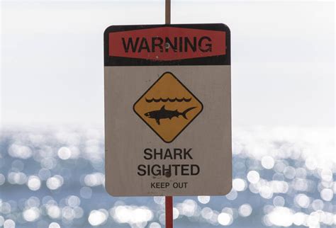 DLNR issues rebuke of posts about fatal Maui shark attack | Honolulu ...