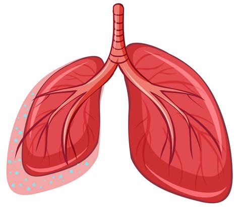 Human Lung on White Background 296793 Vector Art at Vecteezy