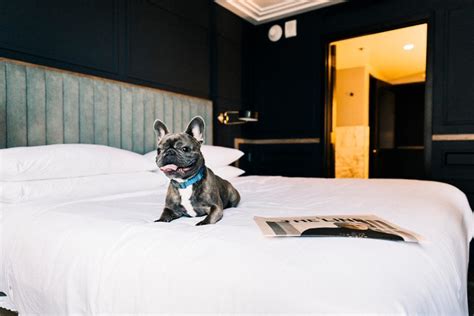 The Best Pet-Friendly Hotels In Nashville