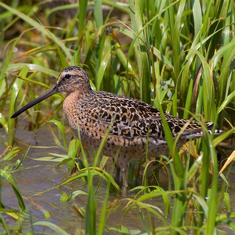 Altamaha River Wildlife - New Georgia Encyclopedia