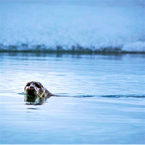 Wildlife In Norway Fjords - What To See And When To See It