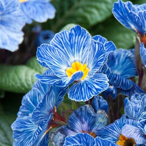 Primrose Blue Zebra has unusual blue and white striped petals with a bright yellow center that ...