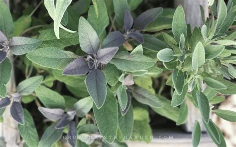 How to Grow Sage - Growing In The Garden