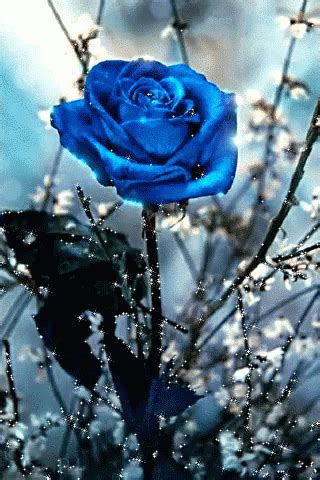 Blue Rose GIF - Blue Rose - Discover & Share GIFs