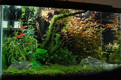 7 beautiful background aquarium plants – Aquariadise