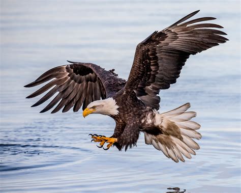 Flying Eagle Images Hd - 3790x3032 Wallpaper - teahub.io