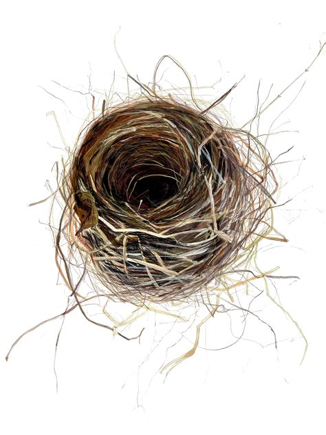 Lynda Bremner » Blackbird Nest