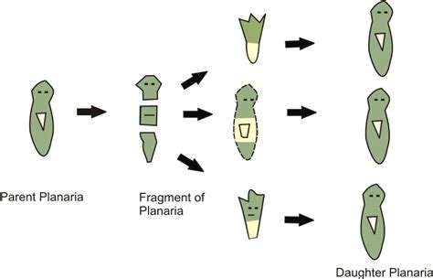 Regeneration In Planaria Diagram Class 10