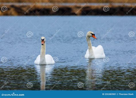 Two white swans on a lake stock image. Image of sideways - 255383981