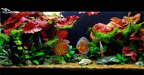 Beautiful discus aquarium with Nymphaea zenkeri red (tiger lotus) as the main plant. They ...