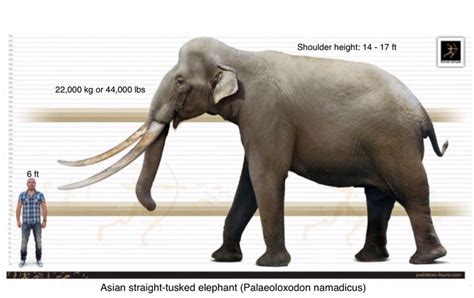 Palaeoloxodon namadicus is a prehistoric straight-tusked elephant that ranged through ...