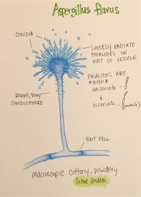 Sketch showing detailed structures of Aspergillus flavus. Science Lab ...