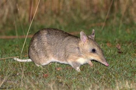 Bandicoots - Bush Heritage Australia