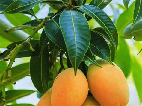 Mango Tree - Gardenwize Nursery