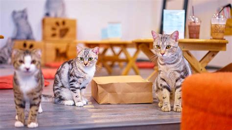 5 Cat Cafes in Tokyo: The Purr-fect Companion