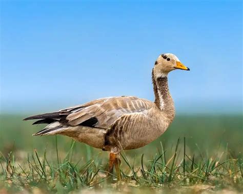 Bar-Headed Goose - Facts, Diet, Habitat & Pictures on Animalia.bio