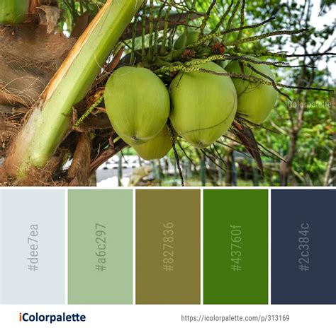 11 Coconut Color Palette ideas in 2024 | iColorpalette