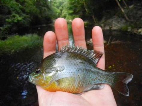 Redbreast Sunfish Lepomis auritus