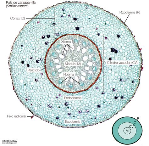 La raíz | BIOINNOVA