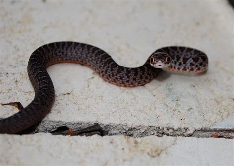 Baby snakes are hard to identify – Benweb 3.2