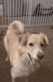 Wag GIFs | Tenor