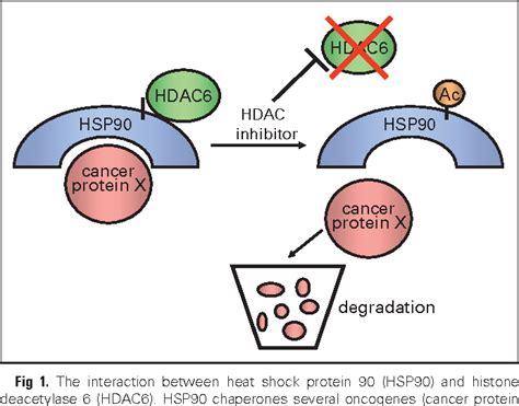 Figure 1 from Histone deacetylase inhibitors in cancer therapy ...