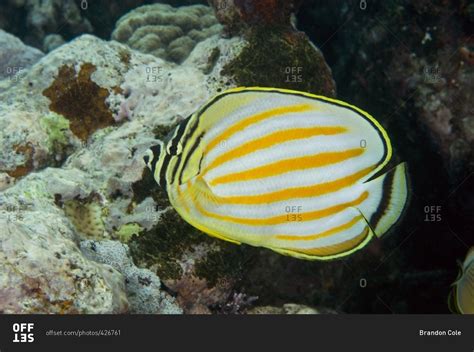 Ornate butterflyfish (Chaetodon ornatissimus), Great Barrier Reef ...