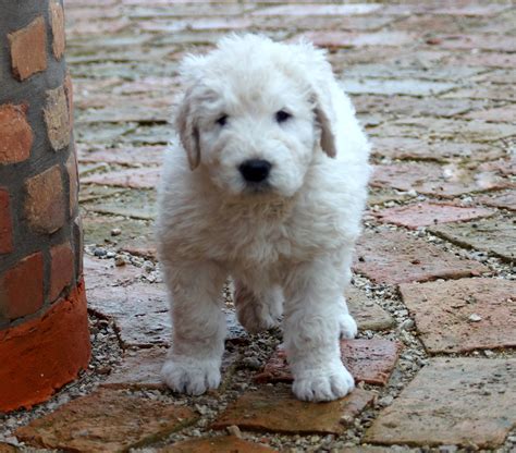 Komondor puppies for sale