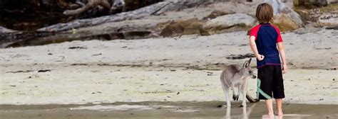 Best Jervis Bay Camping Grounds - Bright Camping