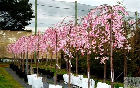 GROWING WEEPING CHERRY TREES IN POT – Slick Garden