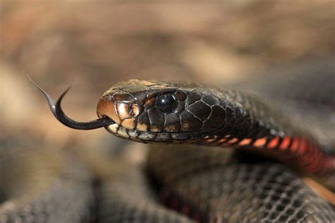 Red-bellied-Black-Snake - Learn About Nature