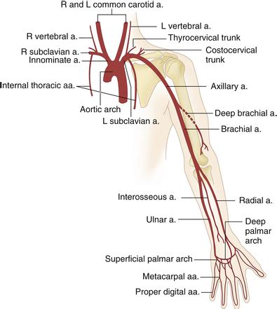 Arteries of the Upper Limb - Earth's Lab