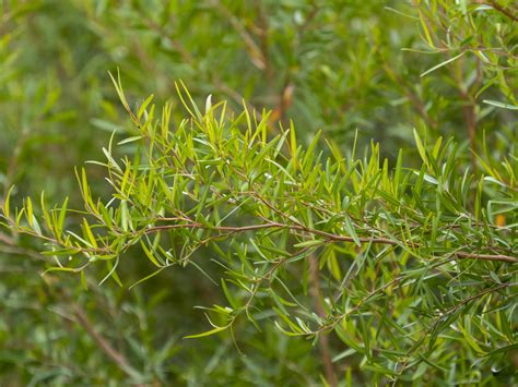 Leptospermum petersonii | Australian Plants Society