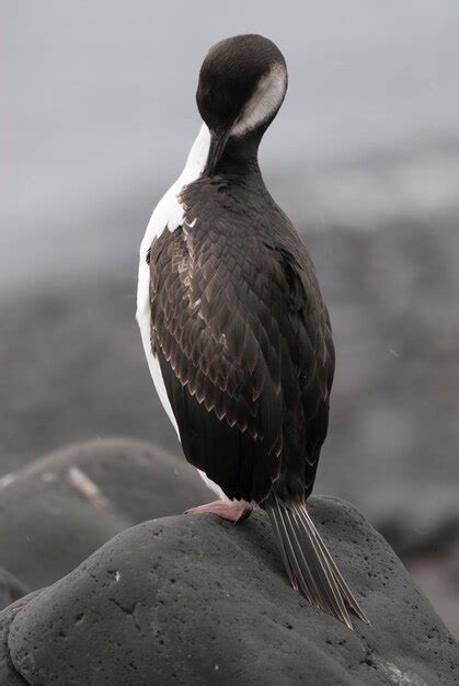 Premium Photo | Imperial cormorant in breeding colony paulet island ...