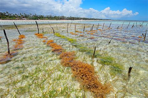 Seaweed farming could boost food security, slow climate change - Earth.com