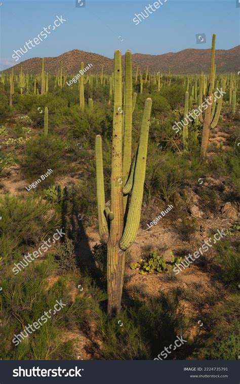 Daylight Hits Cacti Sonoran Desert Arizona Stock Photo 2224735791 ...