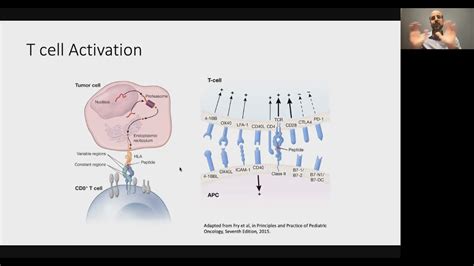 CAR T-Cells and Cancer Immunogenetics—Towards Personalized Therapies | Drs. Smith and Fry - YouTube