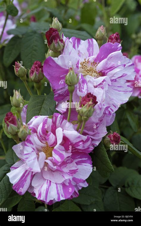 Rosa gallica Versicolor (Rosa Mundi) Gallica (circa 1600 Stock Photo ...