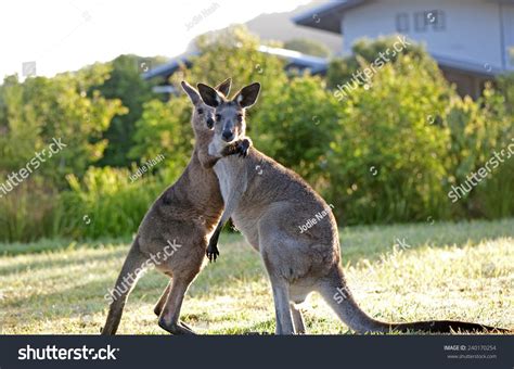 Kangaroos Hugging Stock Photo 240170254 : Shutterstock