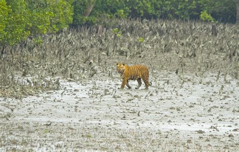 Royal Bengal Tiger...Sundarban Tiger Reserve..