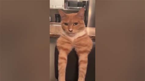 Meowing..No Mewing..Yes, Bye Bye🗣️ - YouTube