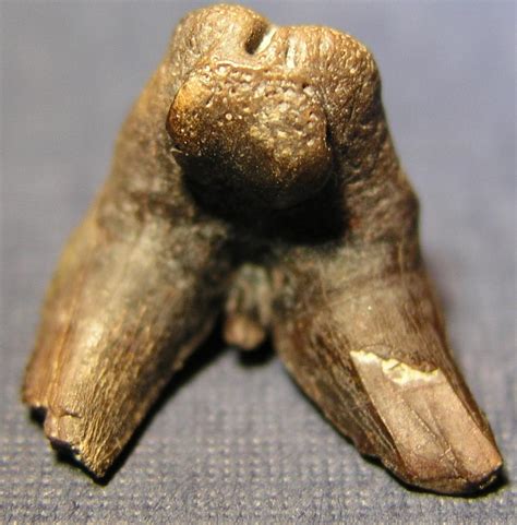 Is This A Tooth From Orthacanthus S.p ?carb Shale Again - Fossil ID - The Fossil Forum