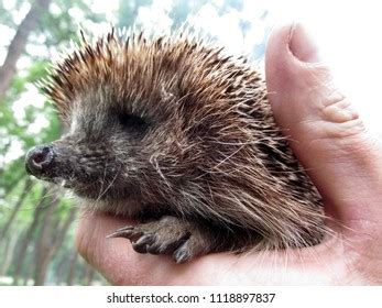 Face Hedgehog Closeup Profile Isolated On Stock Photo 1118897837 | Shutterstock