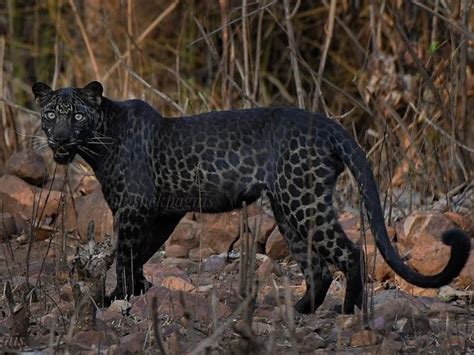 Black Panther or Leopard? Black Melanistic Leopard spotted, photographed in Maharashtra's Tadoba ...