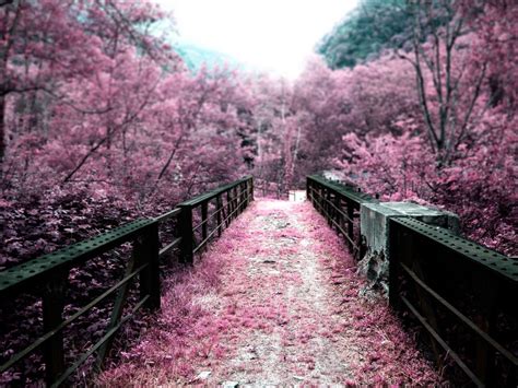 Cherry Blossom Tree Japan Wallpaper