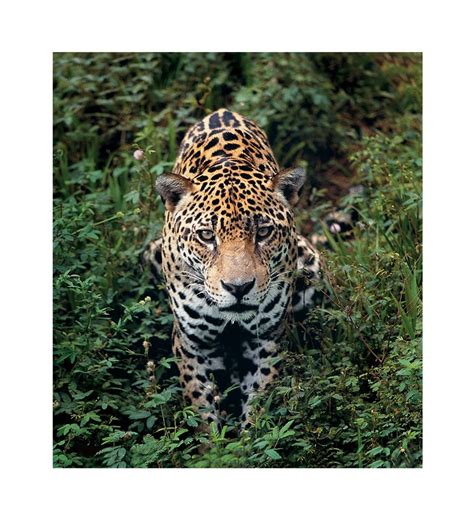 Atlantic Forest Hotspot Examined | Science for Brazil | Cat boarding, Animals beautiful, Mammals