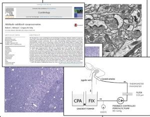 Aldehyde Stabilized Cryopreserved Rabbit Brain Evaluation Images – The Brain Preservation Foundation